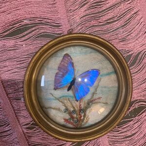 Vintage Mid Century Morpho Butterfly Wing Wall Art Iridescent Blue